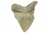 Serrated, Juvenile Megalodon Tooth - North Carolina #340971-1